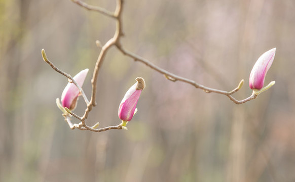 玉蘭花