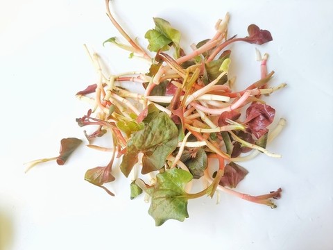 魚腥草