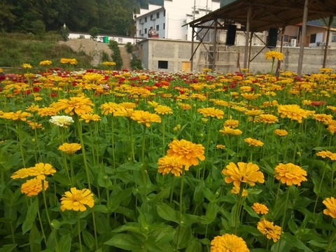 黃菊花