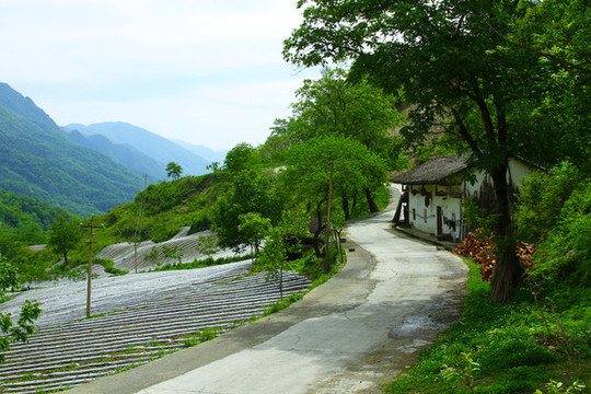 鎮(zhèn)坪地膜九