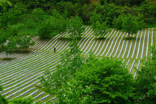 鎮(zhèn)坪地膜八