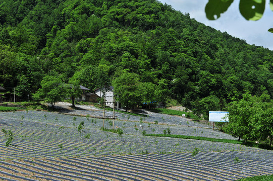 鎮(zhèn)坪地膜三
