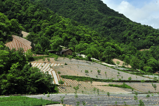 鎮(zhèn)坪地膜八