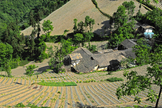 鎮(zhèn)坪地膜十