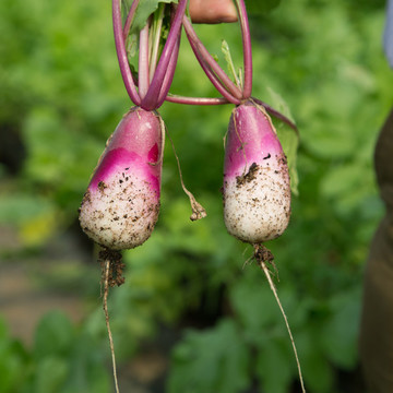 農(nóng)場大棚蔬菜