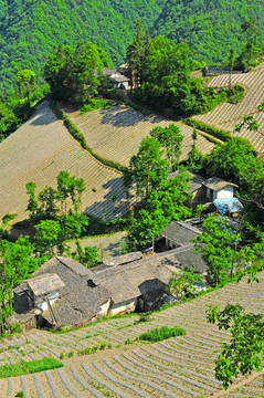 鎮(zhèn)坪地膜二