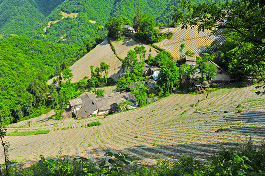 鎮(zhèn)坪地膜三