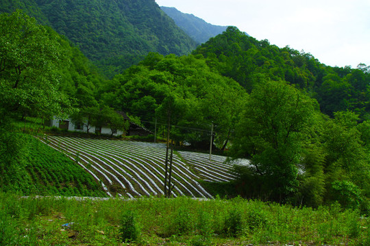 鎮(zhèn)坪地膜六