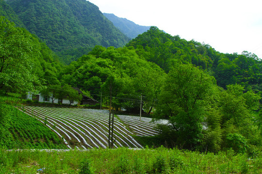 鎮(zhèn)坪地膜八