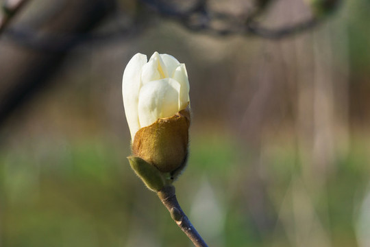 玉蘭花16