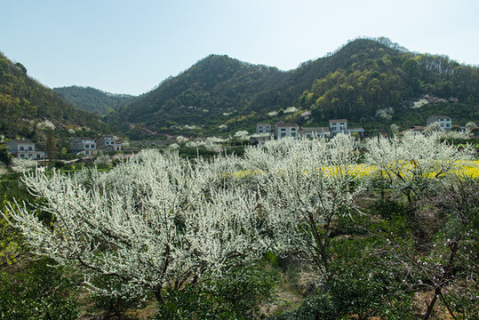 架鍋山村桃李花開