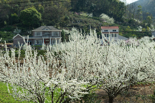 架鍋山村桃李花開