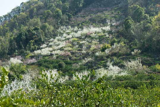 架鍋山村桃花山