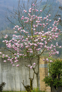 櫻花花草九