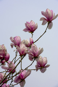 櫻花花草一