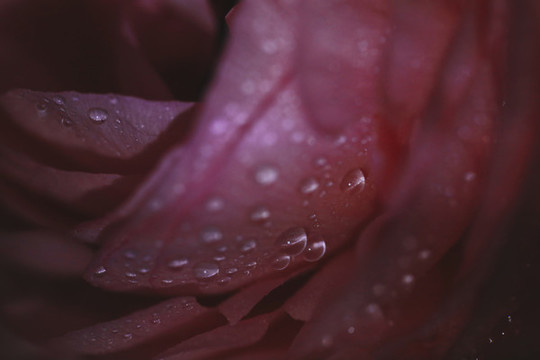 花瓣