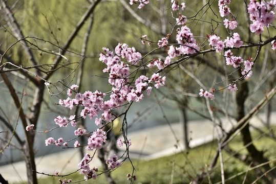 桃花