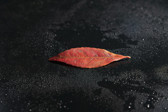 紅色樹葉