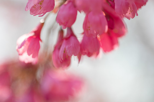 櫻花早櫻