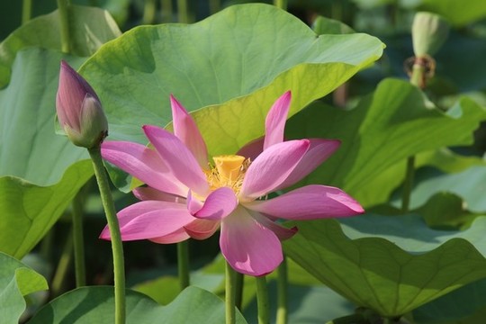 夏日荷趣