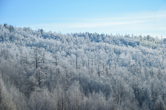 林區(qū)小樹林