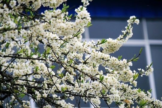 李子樹開花