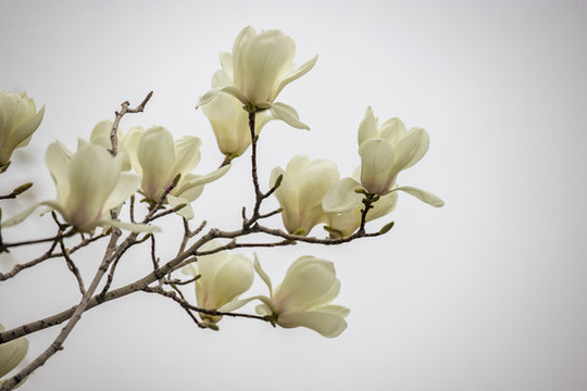 玉蘭花