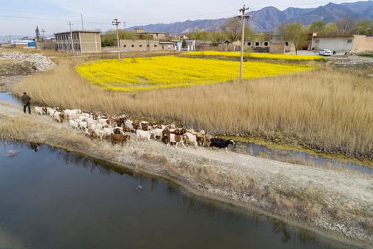 羊群