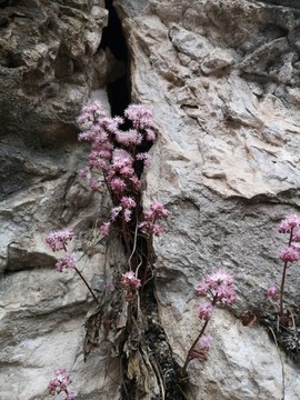 獨(dú)根草
