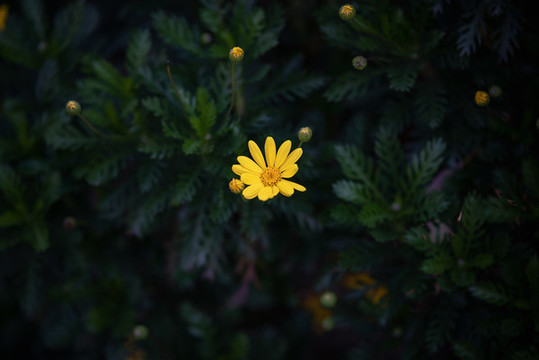 黃鵪菜綻放