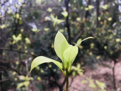 春天新生的樹葉