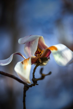 玉蘭花