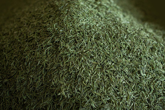 明前綠茶毛尖