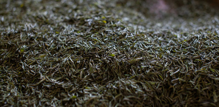 明前綠茶毛尖
