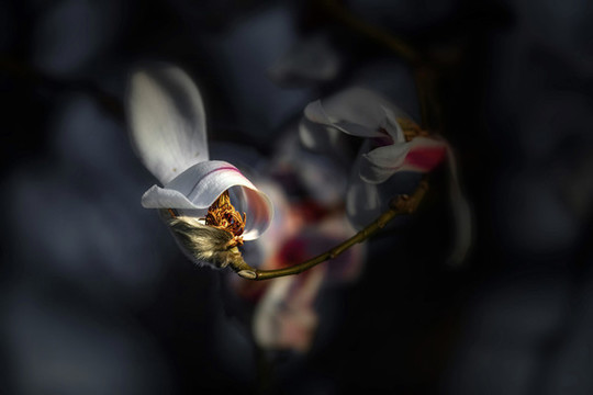 玉蘭花