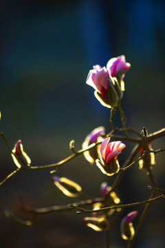 玉蘭花
