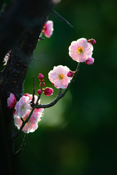 早春梅花枝頭開(kāi)