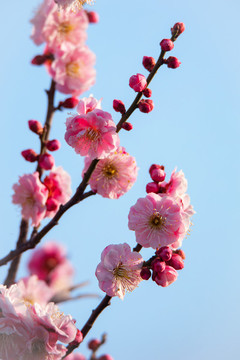 早春梅花枝頭開(kāi)