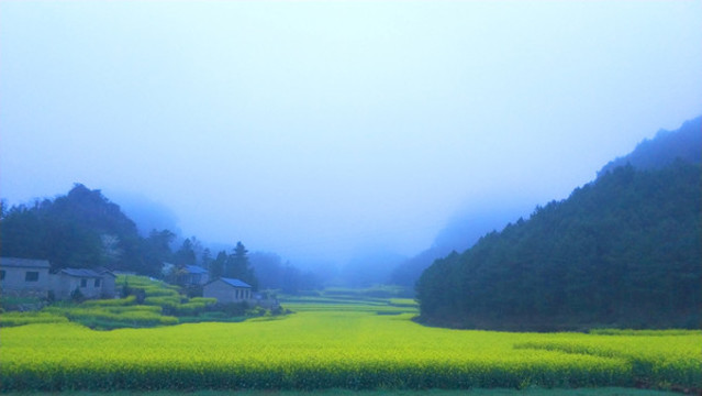 元陽金雞峰叢