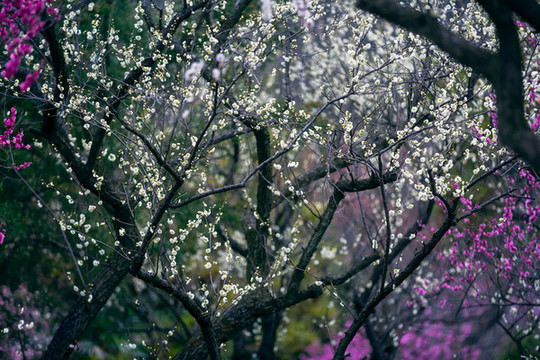 春梅花開(kāi)