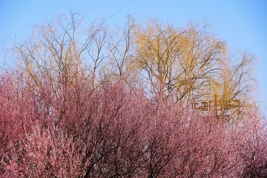 春花
