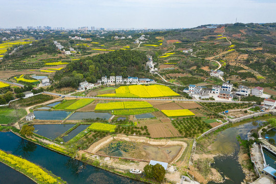 航拍春天油菜花