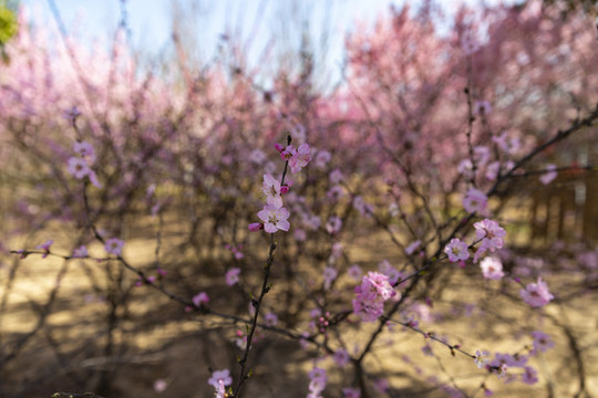櫻花花卉