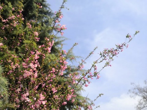 海棠花開