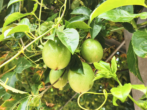百香果