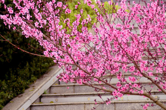 桃花