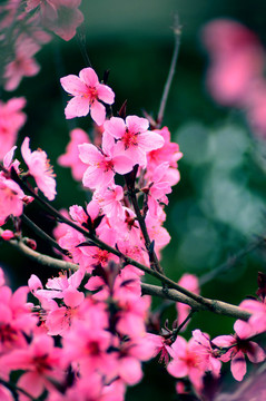 桃花