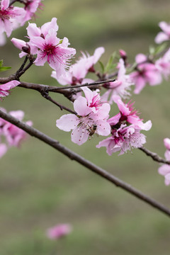 桃花瓣