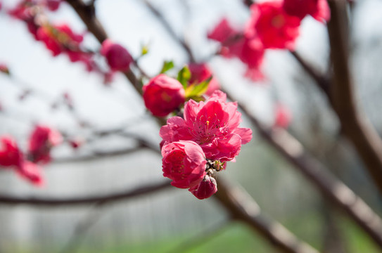 盛開(kāi)的紅色桃花