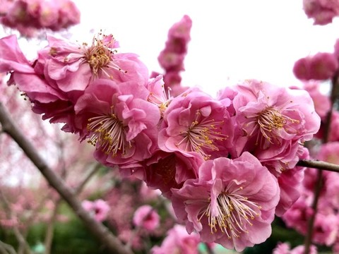 三月梅花